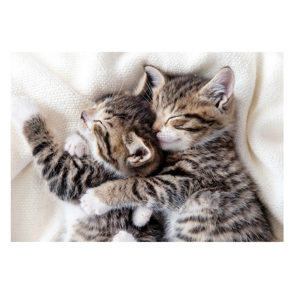 Snuggle Up Cute Cat Greetings Card