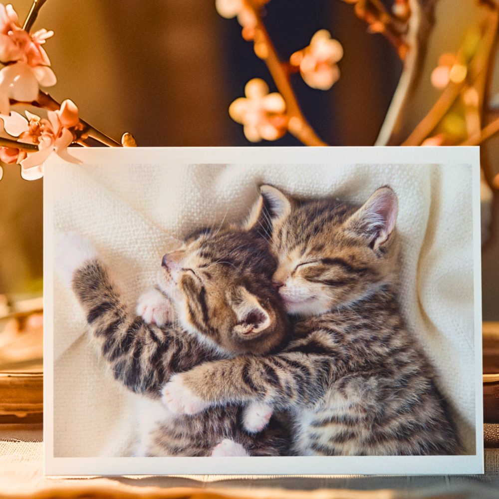 Snuggle Up Cute Cat Greetings Card