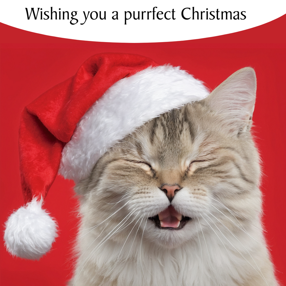 Purrfect Christmas Cat Greeting Card